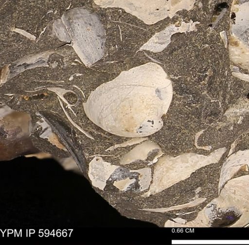 Protocardia sp.