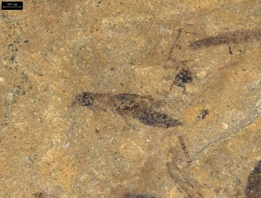Staphylinidae?