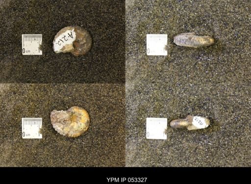 Discoscaphites conradi
