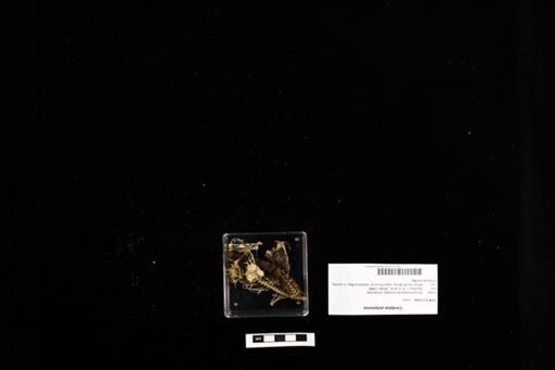 Karusasaurus polyzonus