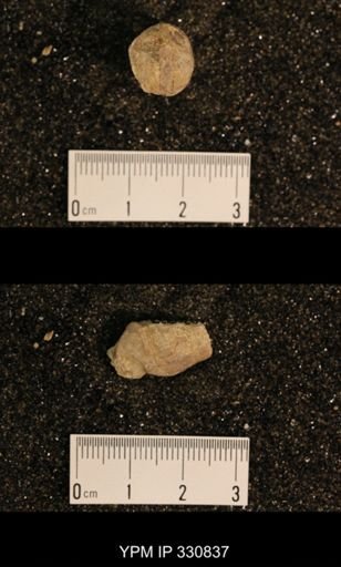 Meekospira peracuta choctawensis