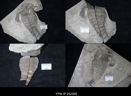 Eurypterus sp.
