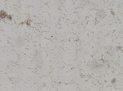 Amphimedon compressa