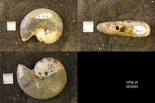 Discoscaphites conradi