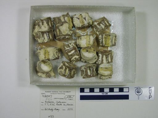 undet. Ichthyodectidae