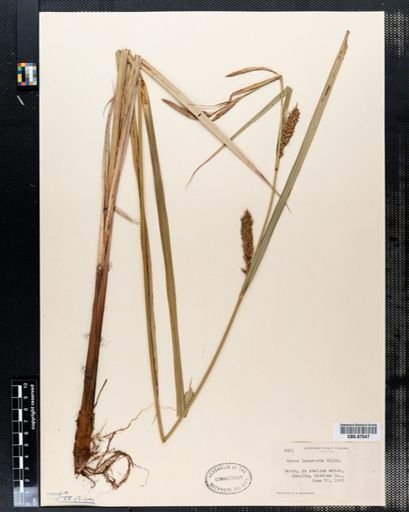 Carex lacustris