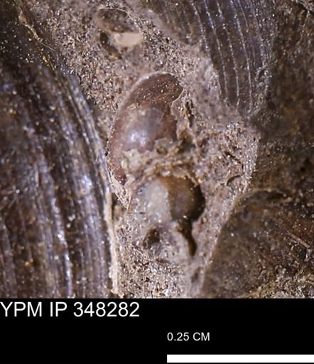 undet. Gastropoda