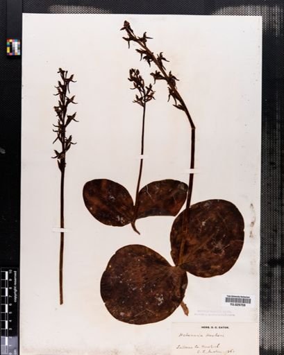 Habenaria