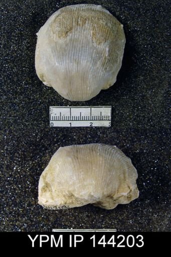 Productus (Linoproductus) lineatus