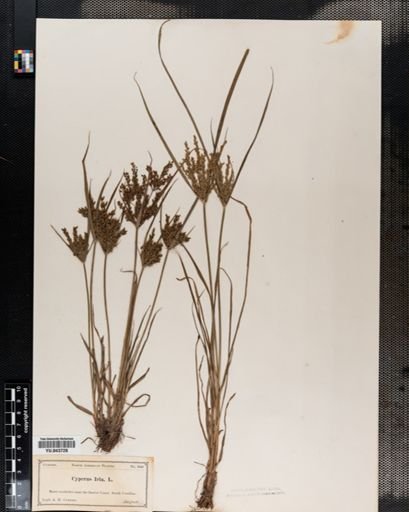 Cyperus iria