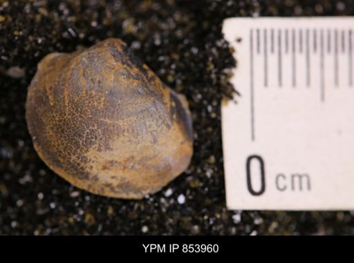 Limopsis striatopunctatus