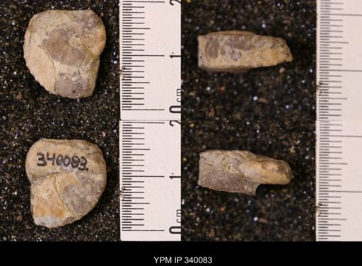 Haresiceras cf. placentiforme