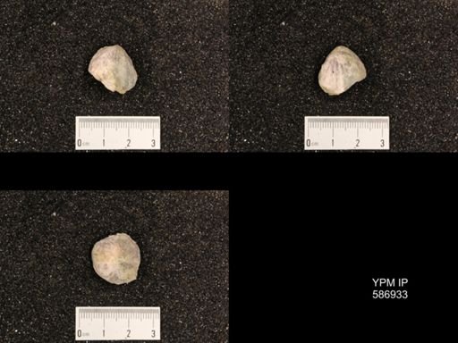 Rhynchotrema capax