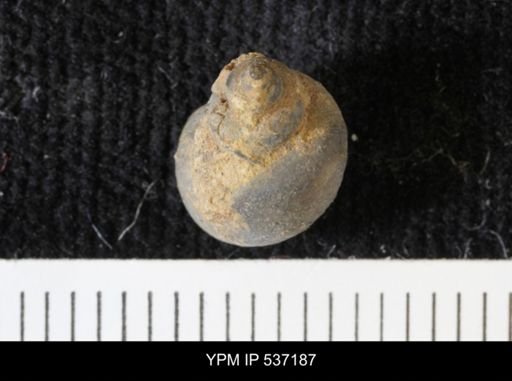 Viviparus montanaensis