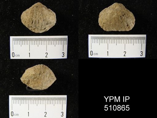 Orthorhynchula sp.