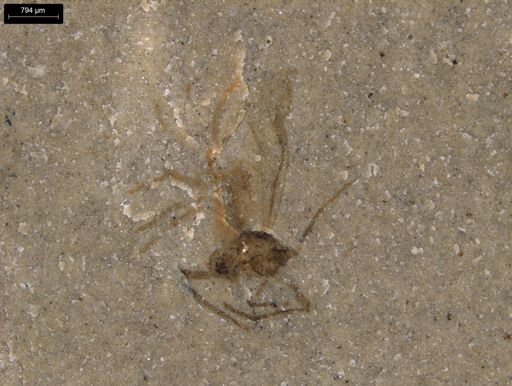 undet. Diptera