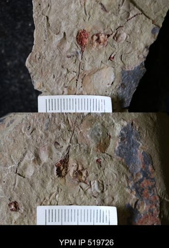 undet. Hyolithida