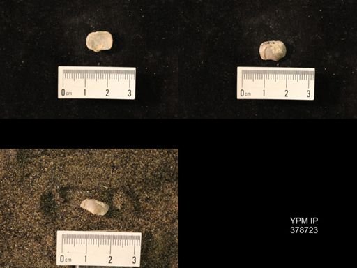 Marginifera wabashensis