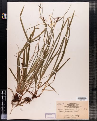 Carex prasina