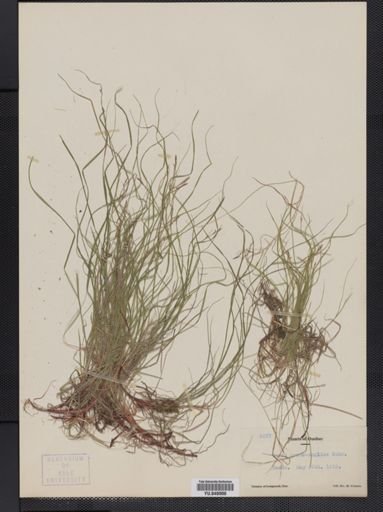 Plantae