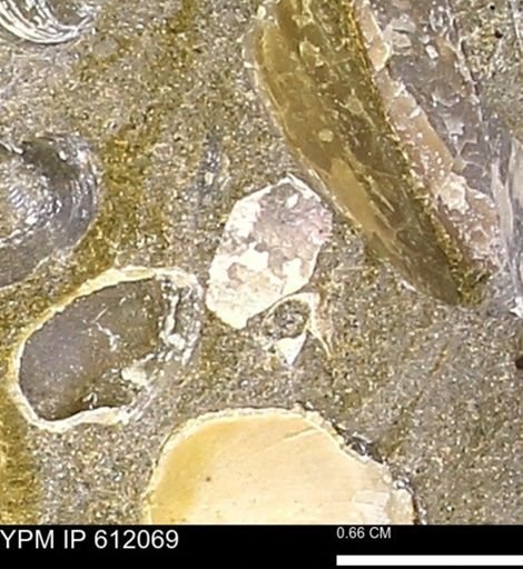 undet. Bivalvia