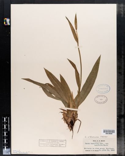 Carex laxiflora
