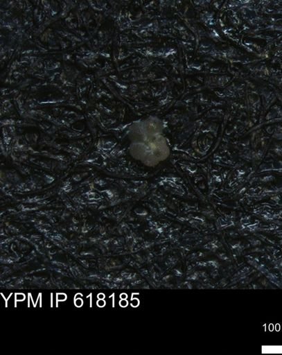 undet. Rugoglobigerinidae