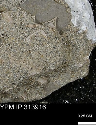 undet. Mollusca