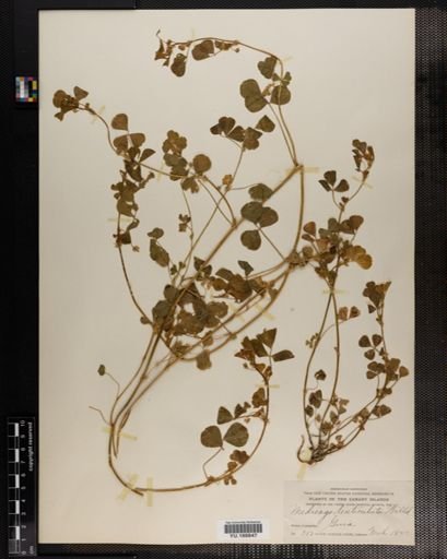 Plantae