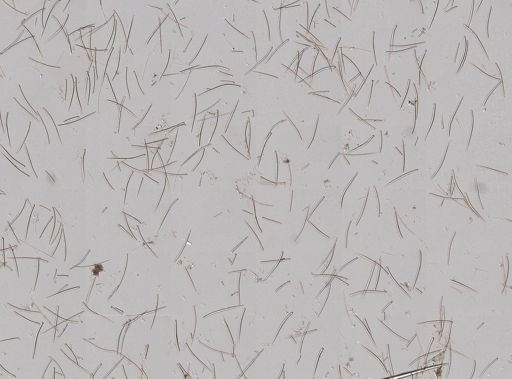 Ptilocaulis walpersii