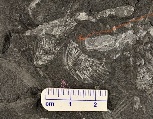 Asterophyllites sp.