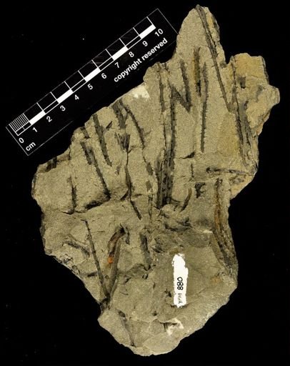 Sawdonia ornata