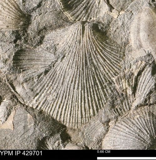 Rhipidomella sp.