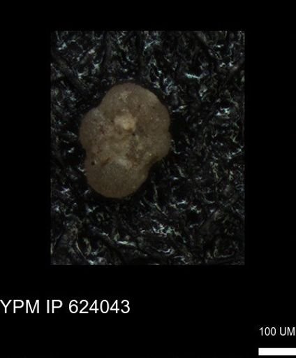 undet. Foraminiferida