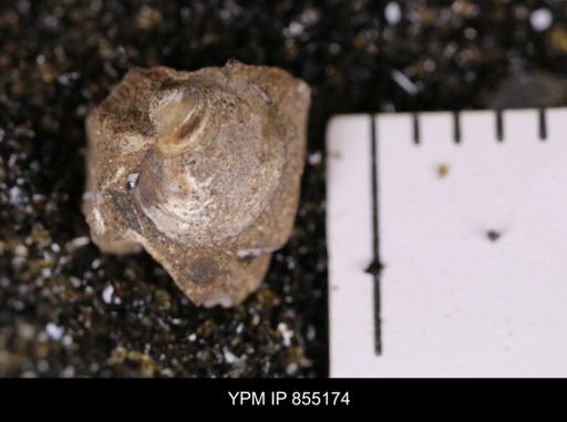 Protocardia subquadrata