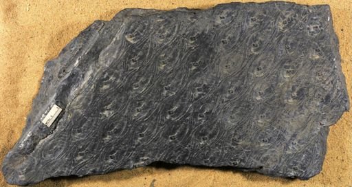 Lepidodendron obovatum