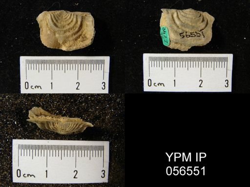 Leptaena rhomboidalis