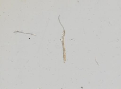 Hydrobiidae