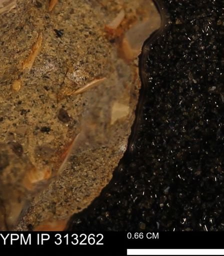 Corbicula