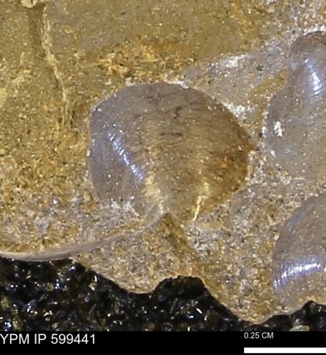 Protocardia subquadrata