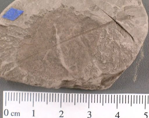 Celastrophyllum crenatum