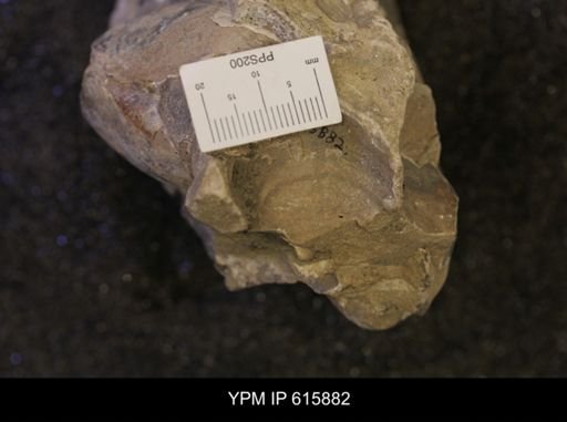 Inoceramus sp.