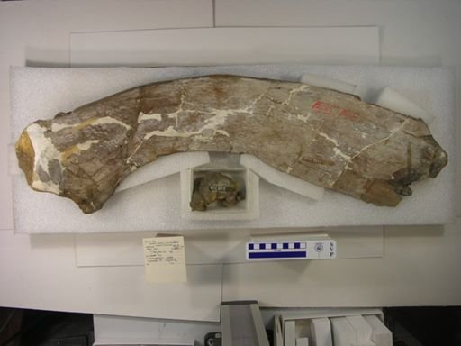 Thespesius sp.
