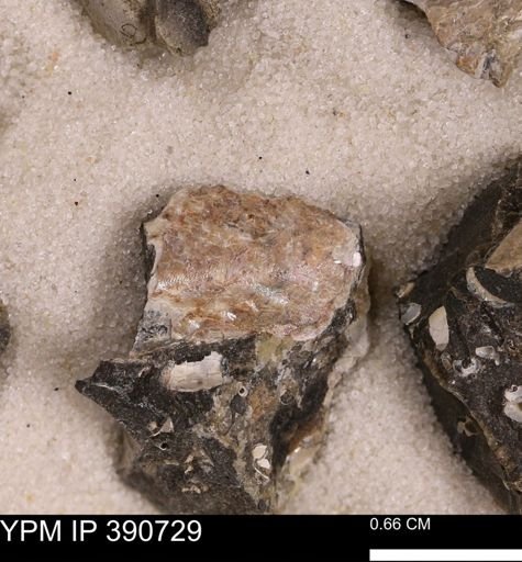 undet. Bivalvia