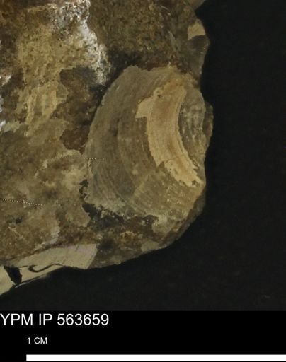 Limopsis striatopunctatus