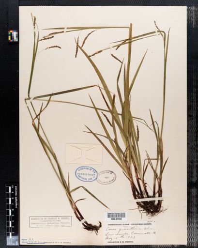 Carex gracillima