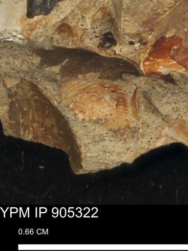 undet. Gastropoda