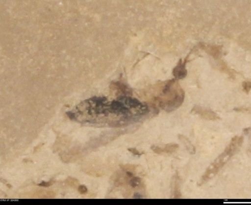 undet. Diptera