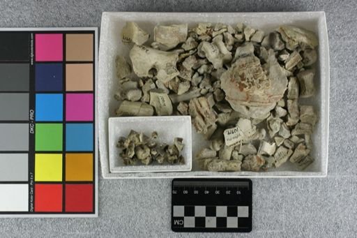 Agriochoerus sp.