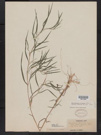 Muhlenbergia frondosa